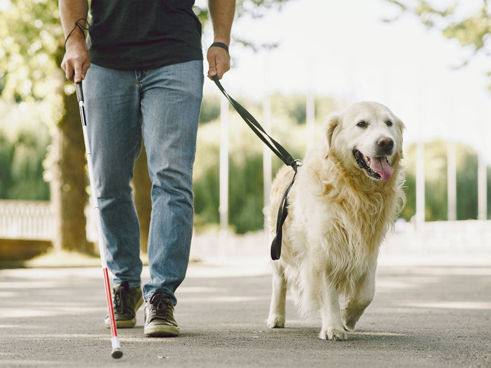 Dog Walking - Month Long Course