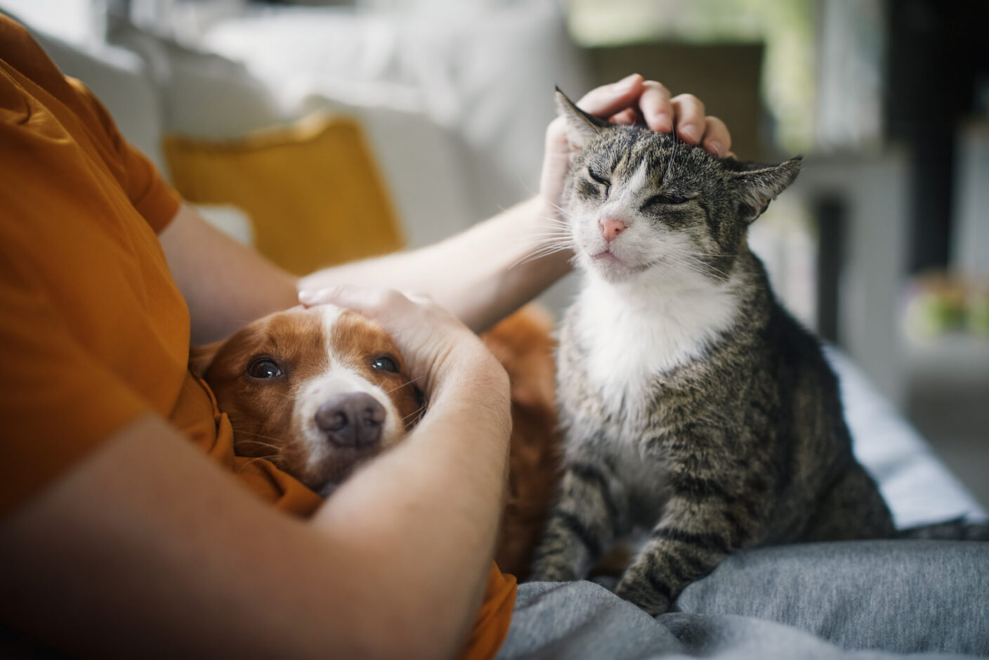 Pet Sitting - Weekend