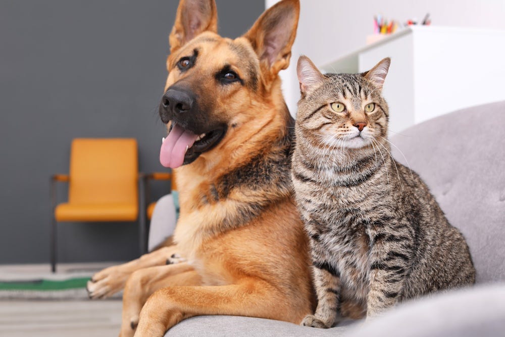 Pet Sitting - 3+ Days (Rates vary/See service description for pricing)