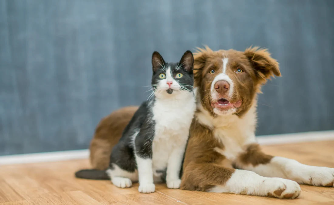 Pet Sitting - One Day