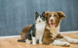 Pet Sitting - One Day