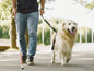 Dog Walking - Month Long Course