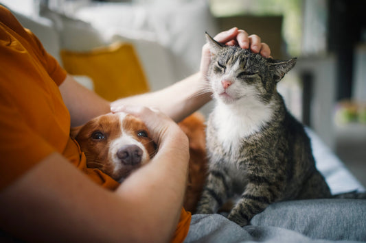 Pet Sitting - Weekend