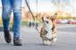 Dog Walking - Week Long Course