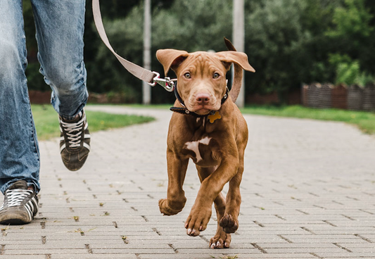 Dog Walking - One Time