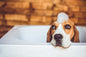 Dog Bath (Add on to a pet-sitting package or as a standalone item)